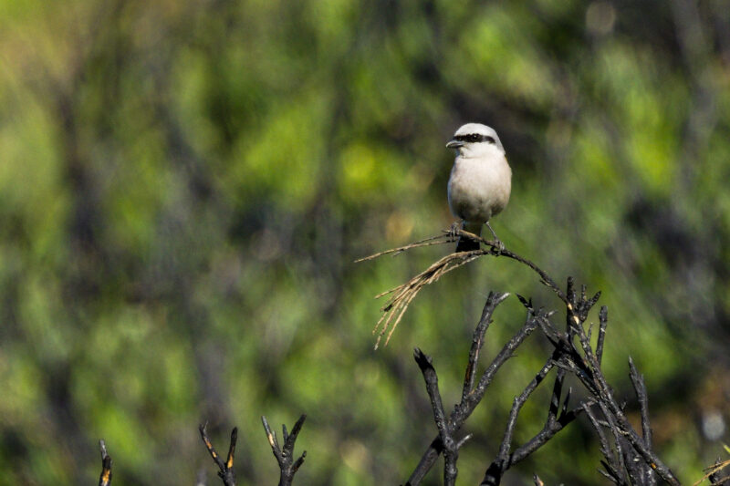 Pie grièche écorcheur mâle